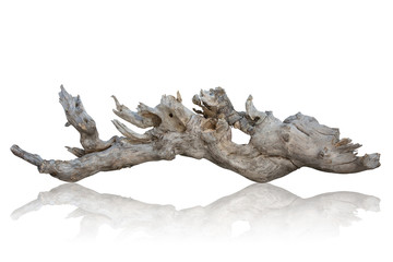 branch tree dry cracked dark bark isolated on white background. clipping path