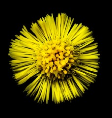 Yellow Flower Macro Blackout