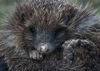 Wild hedgehog after earthwork..