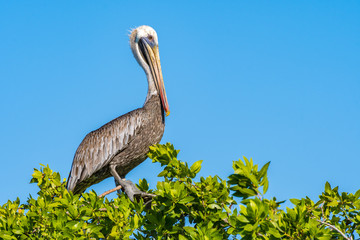 Brown Pelican perched on top of a tree by the beach on tropical Caribbean island