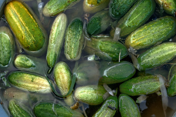 Ripe cucumbers are washed in the water before canning.