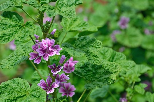 夏に咲くタチアオイ 立葵 Althaea Rosea の花 Buy This Stock Photo And Explore Similar Images At Adobe Stock Adobe Stock