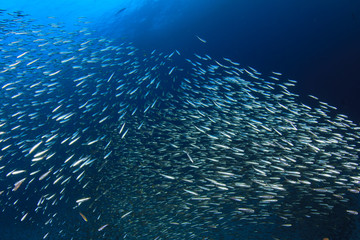 Sardines fish live in ocean  © Richard Carey