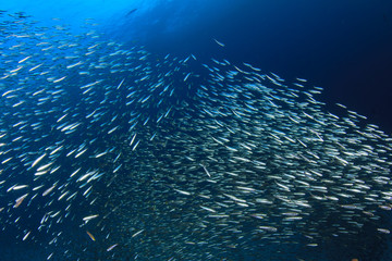 Fototapeta na wymiar Sardines fish live in ocean 