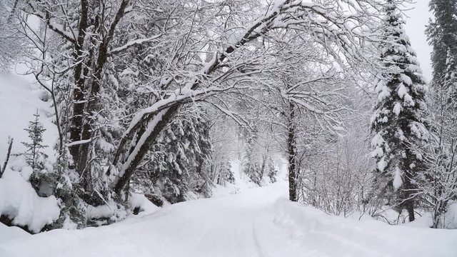 Winter Forest with a Road during a Heavy Snowfall.