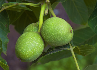  Green walnuts on a walnut tree.