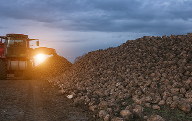 sugar beet harvesting