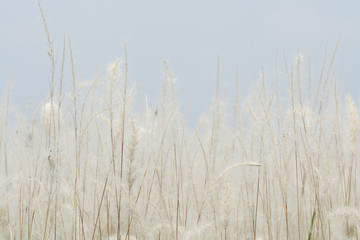 Obraz premium kwiaty łąkowe w miękkim, ciepłym świetle. Vintage jesień krajobraz rozmyte naturalne tło