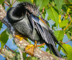 Anhinga