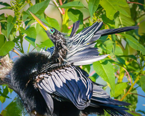 Anhinga