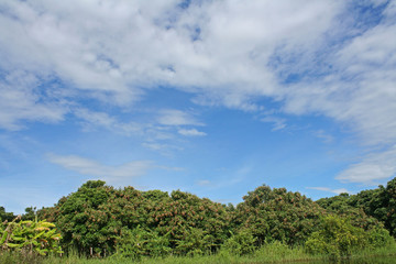 Obraz premium Cloudscape and longan farm,Tropical fruits garden in Thailand