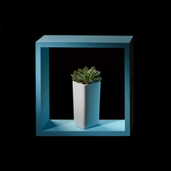 Creative composition of a mini succulent echeveria and a blue wooden frame around a dark background