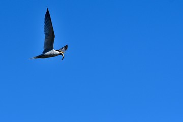ゲットした大物を咥えて飛ぶコアジサシ