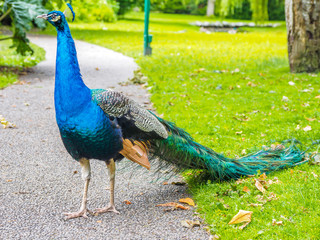 Fototapeta premium Peacock in the park