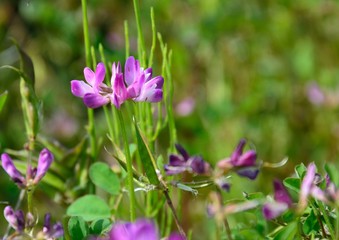 レンゲソウ（Chinese milk vetch、Astragalus sinicus）の花咲く