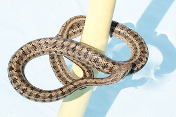 Not poisonous snake Steppes Ratsnakes (Elaphe dione) over white background swimming in pool. Beautiful skin pattern, fascinating movements and poses..Ringed Water snake Reptile