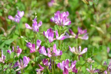 レンゲソウ（Chinese milk vetch、Astragalus sinicus）の花咲く