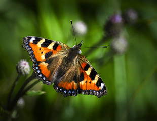 Aglais urticae 1