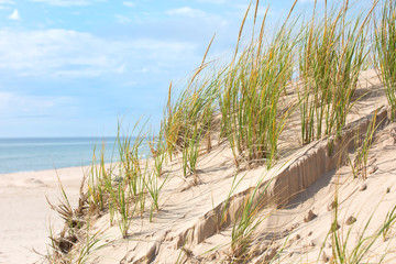 Seagrass meadows and sand dunes