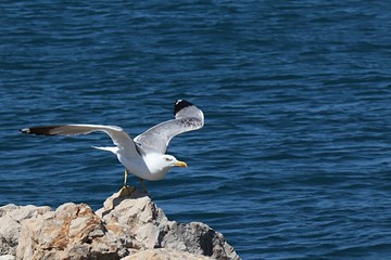 Seagull of Laridae family starting from rocky molo in Croatia, spreading wings