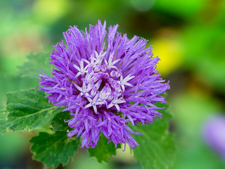 Brazil button flower
