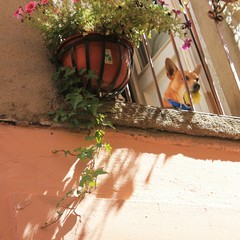 Cane affacciato alla finestra © antomat