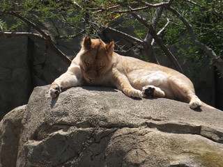 Fototapeta na wymiar Lioness in zoo