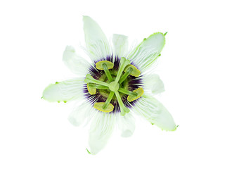 White Passiflora edulis flower.
