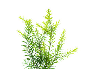 Obraz premium Melaleuca bracteata leaves.