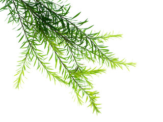 Melaleuca bracteata leaves. © noppharat