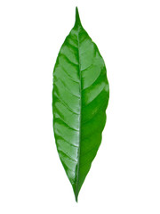 Obraz premium Crepe Jasmine, East Indian Rosebay leaf