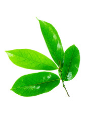 Soursop leaves on white background
