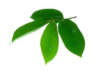 Soursop leaves on white background