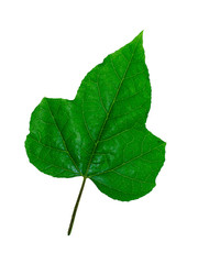 Passiflora edulis leaves.