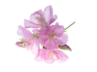 Naklejka na ściany i meble Close up of Pink Dombeya flower