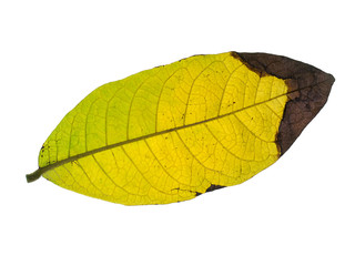 Obraz premium Leaves are dry