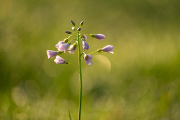 Wild flower in grass