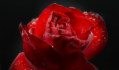 Rose with waterdrops 2
