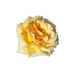 Beautiful Yellow rose closeup isolated on white background