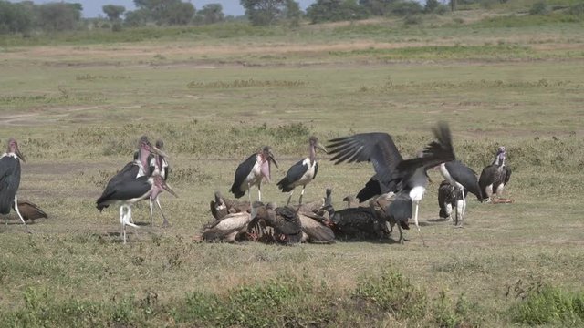 Scavengers on a Carcass - A carcass is consumed by marabou storks and white-backed vultures. Ndutu, Ngorongoro Conservation Area,Tanzania, Africa.
