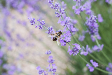 Small bee and violet flowers over the sunset lavender field in Provence, France.