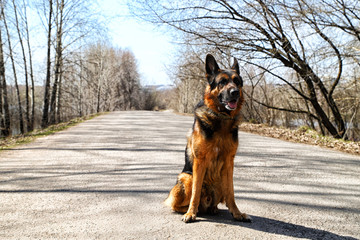 Dog German Shepherd on the road in a sping day