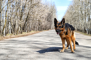 Dog German Shepherd on the road in a sping day