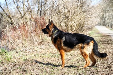 Naklejka na ściany i meble Dog German Shepherd on the road in a sping day