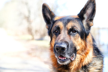 Dog German Shepherd on the road in a sping day