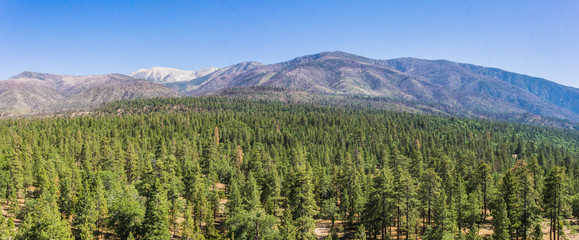 Sea of pine trees at the base of the mountains in the San Bernadino National Forest of California.