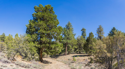 Dirt walking trail in to the backcountry of the San Bernadino National Forest in southern California's mountains.