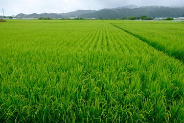 ふるさとの田園風景2