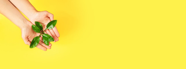 Female hands holding green plant on yellow background. Ecology concept. Place for text, banner for site.