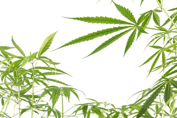 Cannabis white background.